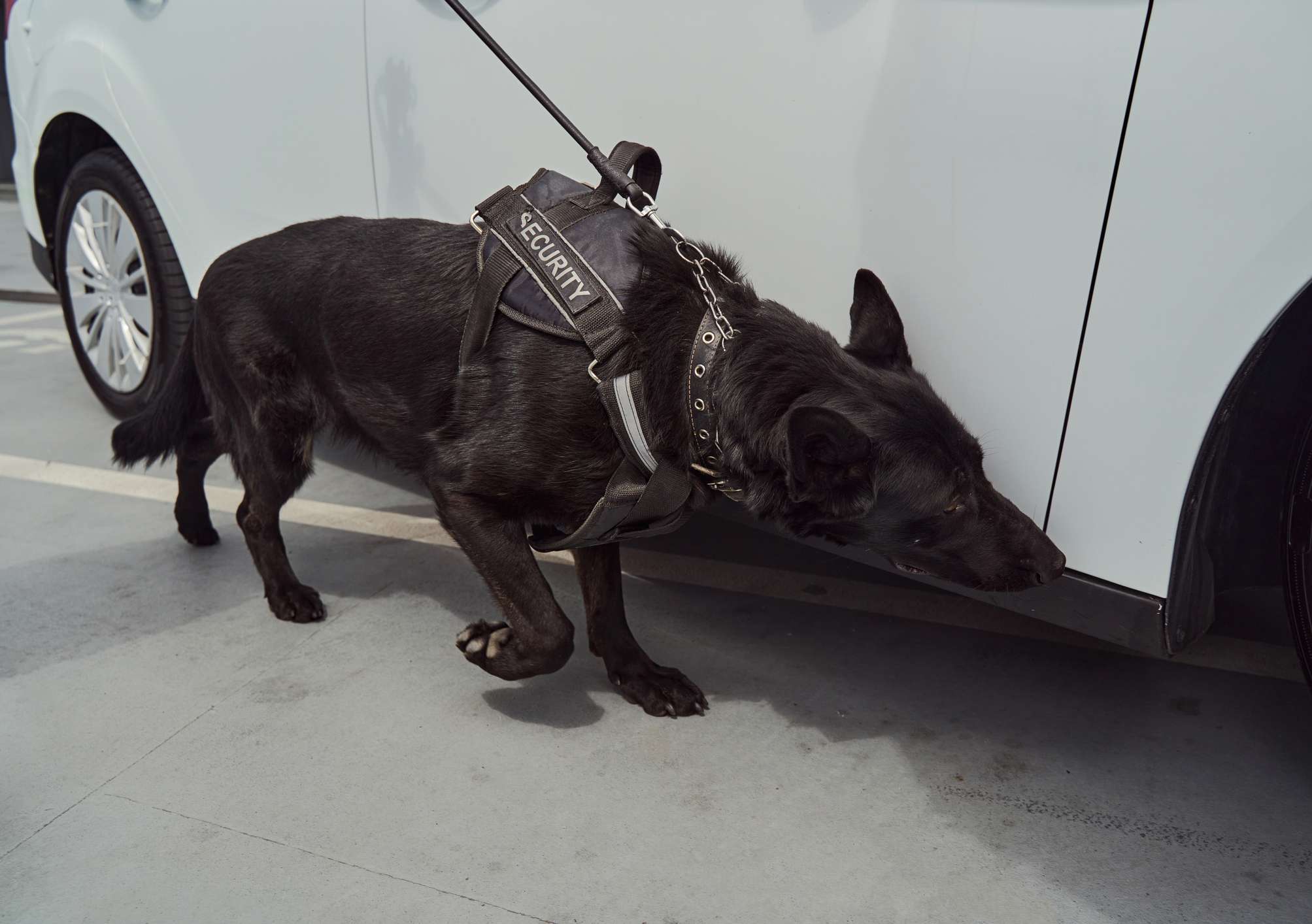 Security protocol enhancement with certified explosive detection dogs