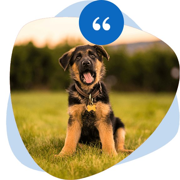 Our expert dog training service testimonials