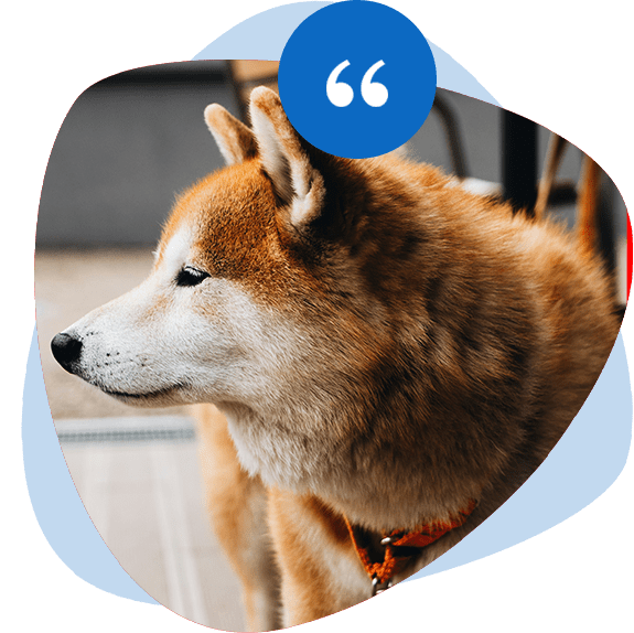 Our expert dog training service testimonial